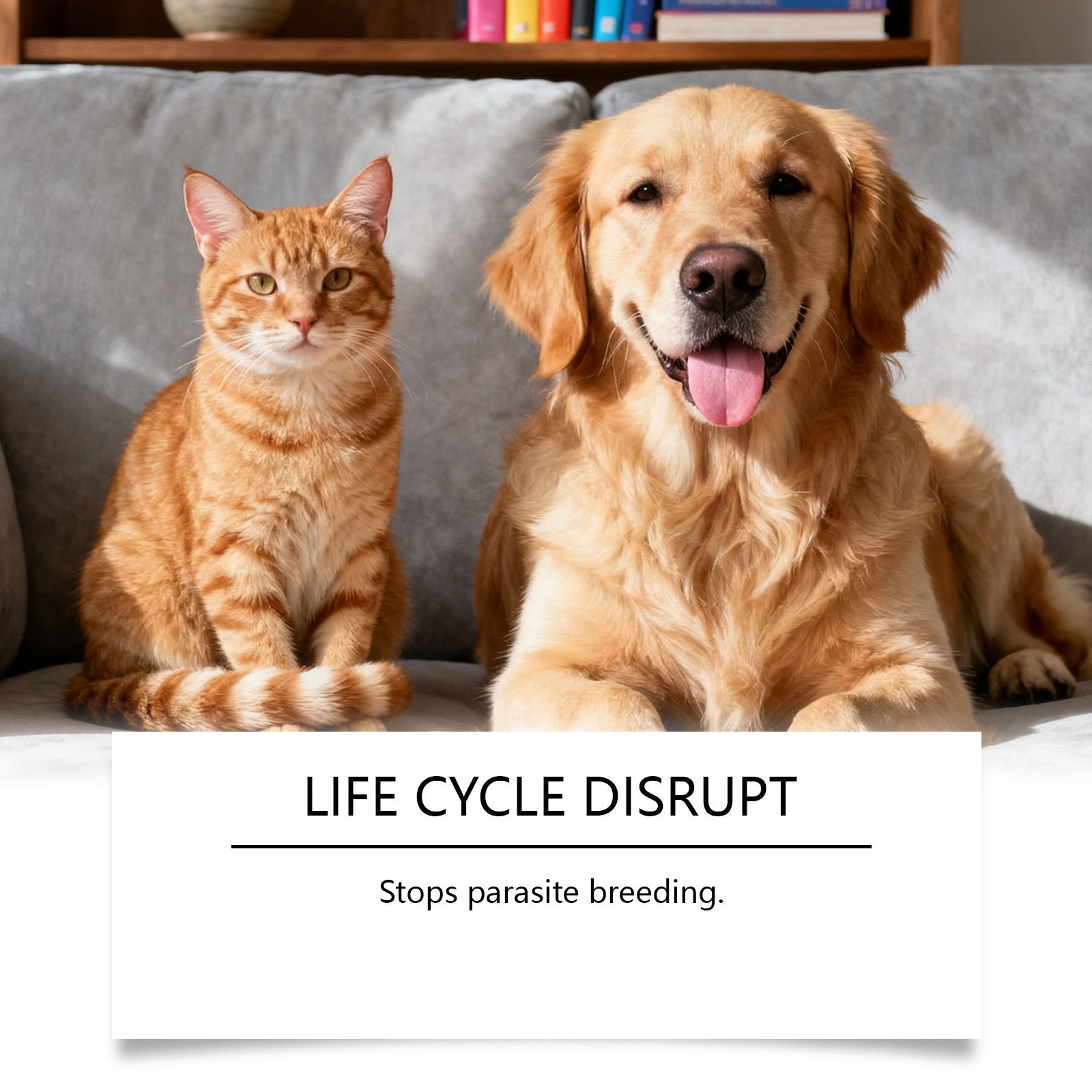 Flea And Tick Prevention